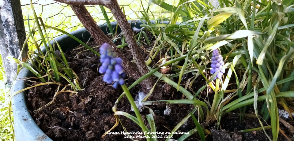 Grape Hyacinths flowering on balcony 26th March 2022