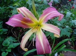 My Daylily Collection (Spider and unusual forms)