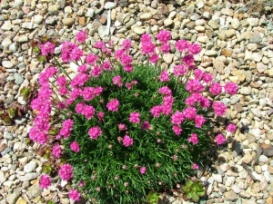 Armeria maritima rouge