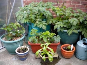 Potatoes, strawberries, garlic and marigolds