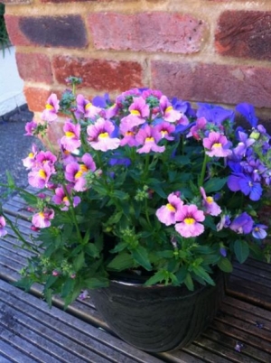 small garden in hampshire