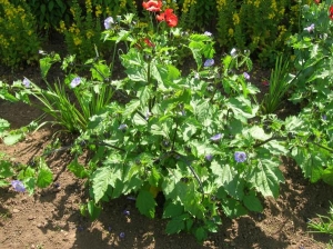 Shugborough Walled Garden v