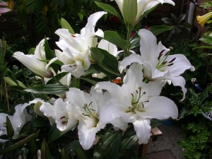 lilies....... i didn't plant any white ones.......?