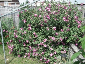 This is taken over the garden!!!