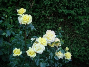 Roses June 2011