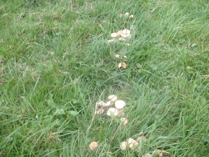 Fairy Ring Champignon