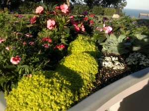 My wheelchair Garden