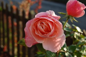 pink rose