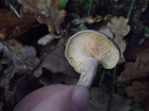 Fungi Forage Album 1