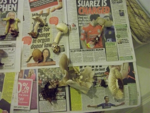 Fungi Forage Album 2