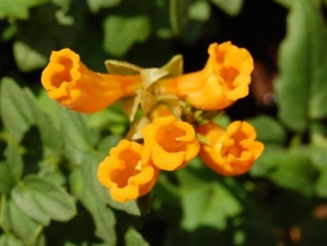 Eccromocarpus scaberThis is very easy from seed, has a very long flowering season (early...