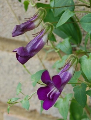 Asarina scandensVery easy from seed, long season. Tender, but will grow three metres in all...