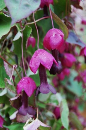 Rhodochiton astrosanguineumVery easy from the seed that I collect, but poor germination from...