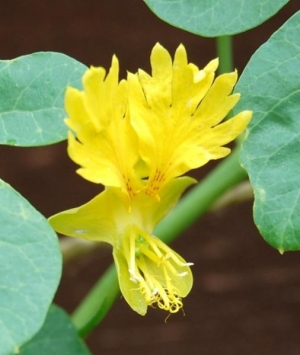 Tropaeolum peregrinum - Canary CreeperAnother fast growing tender climber. Grow from seed....