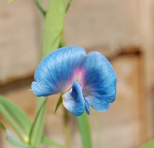 Lathyrus sativus azureusMy &quot;Sweet pea&quot; of choice!
Small blooms and not as...