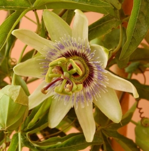 Passiflora caeruleaThe hardy variety.