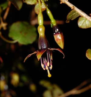 Fuchsia perscandens