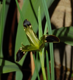 Hermodactylus tuberosus