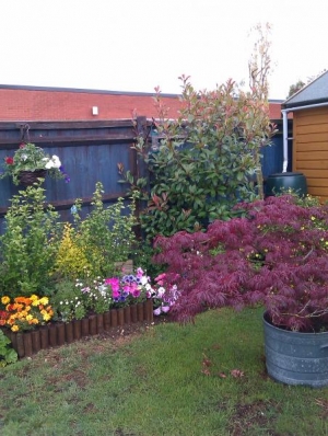 My Garden 2011
