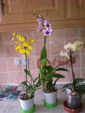 Orchids