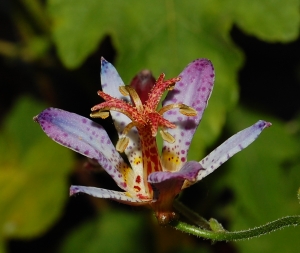 Tricyrtis formosana "Harlequin"