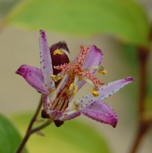 Tricyrtis "Taiwan Adbane"
