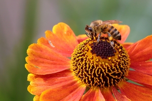 Honey Bee on Helenium 'Mardi Gras'