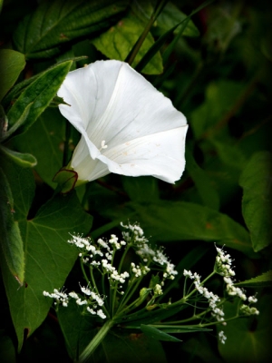 Convolvulus.
