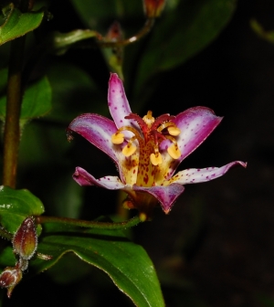Tricyrtis "Taipei Silk"