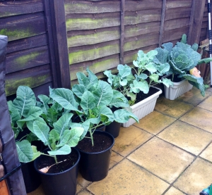 Savoy Cabbage, Cauliflower