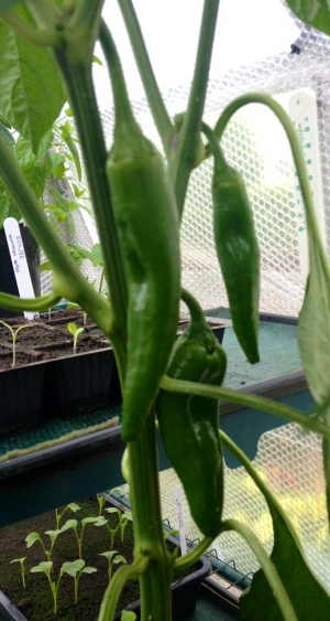 Pepper starting to swell