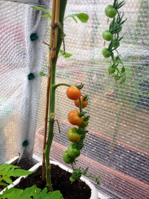 Tomatoes - Gardeners Delight. Finally starting to ripen up!