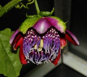 Passiflora alata