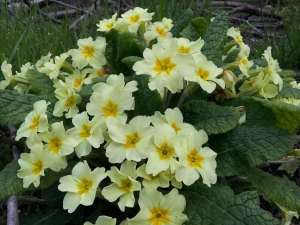 Primrose/ Primula?