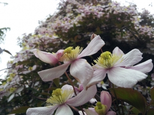 Clematis...unsure of the type