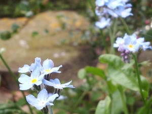 Forgetmenot