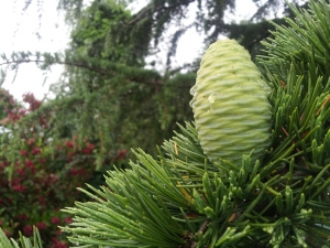 This tree has only just started doing this