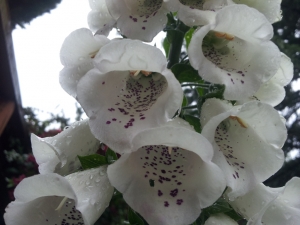 Foxglove