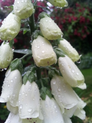 Soggy foxglove