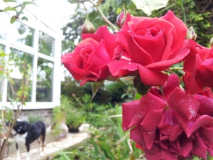 Rose...unsure of the type