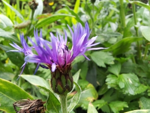 Cornflower