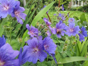 Periwinkle? complete with Bee