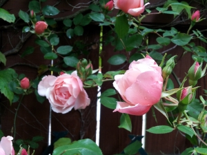 Climbing rose of some sort