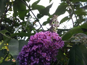 Buddleia, complete with hover fly