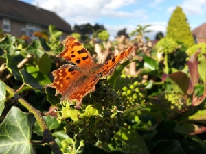 This ones actually from my garden!