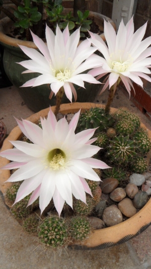 This flowers every two years and does very well!