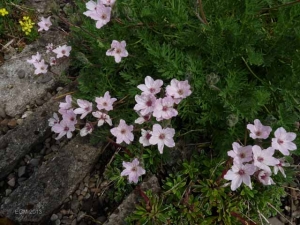 Palustris's  Garden May 2013