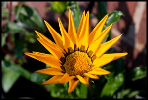 Gazania