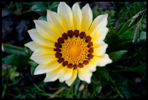 Gazania
