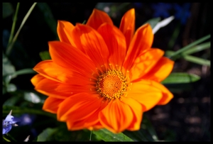 Gazania